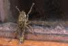 Tolmerus atricapillus